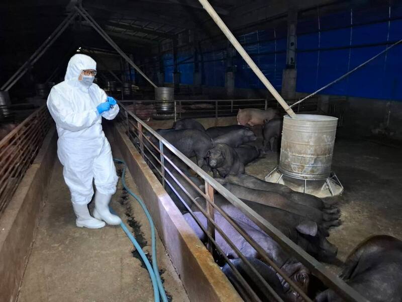 Trại chăn nuôi heo tại Đài Trung xét nghiệm dương tính với virus dịch tả heo châu Phi, hiện cơ quan chức năng đã tiến hành tiêu hủy và khử trùng. (Ảnh: Chính quyền Đài Trung cung cấp)