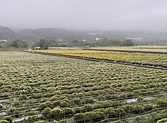 Thiệt hại nông nghiệp do bão Fungwong vượt 20 triệu Đài tệ, Nghi Lan, Hoa Liên thiệt hại nghiêm trọng nhất. (Ảnh CNA)