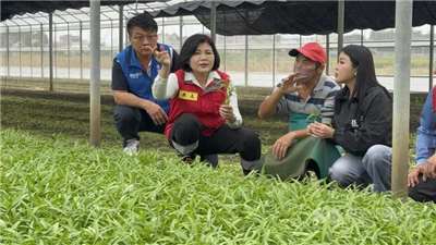 Sáng ngày 12/11 huyện trưởng Trương Lệ Thiện, ủy viên lập pháp Đảng Quốc Dân ông Trương Gia Quần, Trưởng Phòng Nông nghiệp ông Ngụy Thắng Đức, cùng Tổng thư ký Hội Nông dân thị trấn Xiluo đã đến nhà máy xay xát gạo của Hội Nông dân Xiluo để nắm tình hình thu mua lúa ướt và thu hoạch rau khẩn cấp. (Ảnh CNA)
