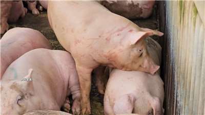 Sau 15 ngày kể từ khi phát hiện ca nhiễm dịch tả lợn châu Phi, lệnh cấm vận chuyển lợn sống và cấm giết mổ lợn trên toàn Đài Loan đã được gỡ bỏ