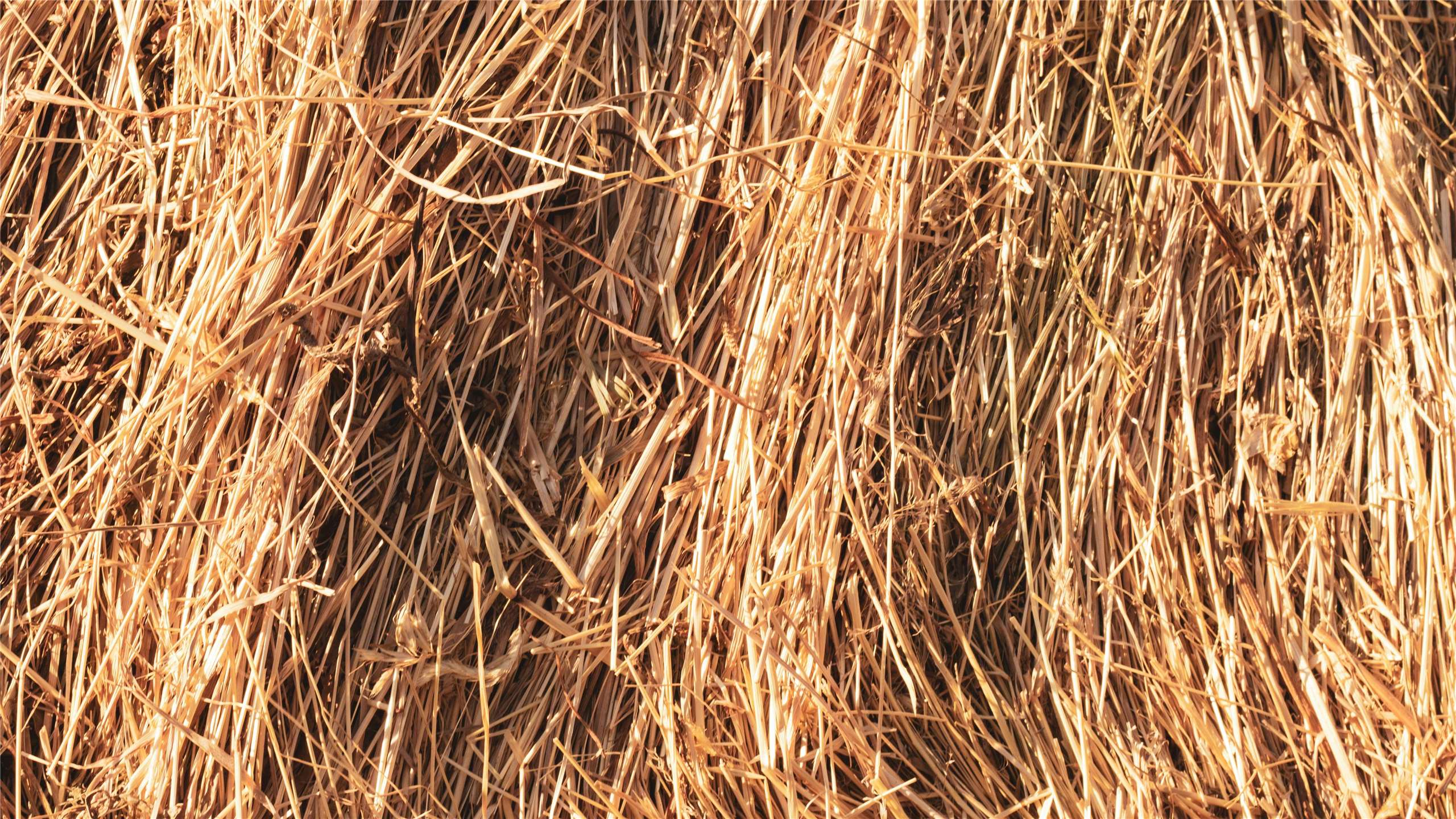 Lễ hội Văn hóa thủ công rơm rạ Caotun (Nam Đầu) đã khai mạc vào ngày 29/11. (Ảnh: Unsplash)