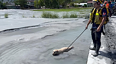 "Đồng đội đặc biệt" chó cứu hộ Hero, Fancy ngâm mình trong bùn đất tìm kiếm dấu hiệu sự sống. (Ảnh Cục PCCC Hoa Liên)