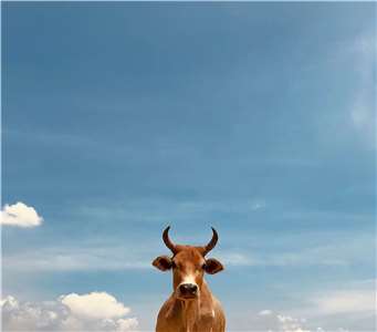 Hiện nay Đài Loan còn lại 3 phiên chợ bò. (Ảnh: Unsplash)