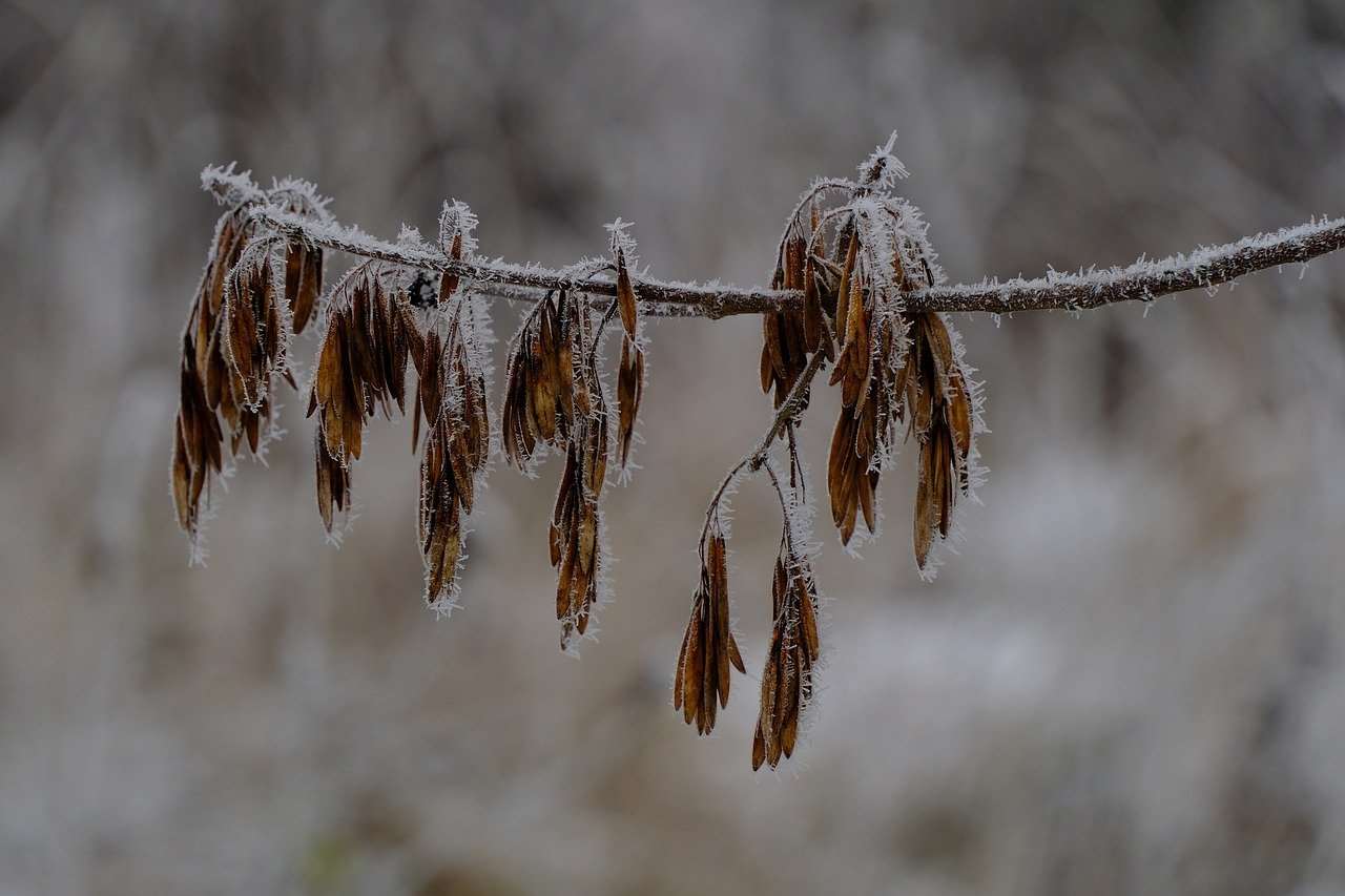 Tiết Tiểu hàn bắt đầu, nên tận dụng 3 ngày “Tam Cửu” để bồi bổ cơ thể (ảnh minh họa: Pixabay)