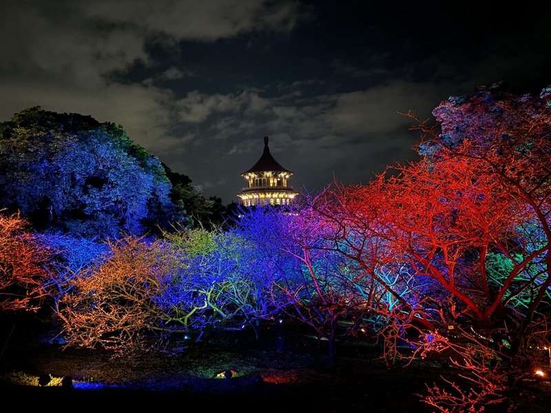 Ngắm hoa anh đào đêm tại chùa Thiên Nguyên Đạm Thủy, thắp đèn từ 5 giờ chiều đến 8 giờ tối mỗi ngày từ 29/1-11/2.