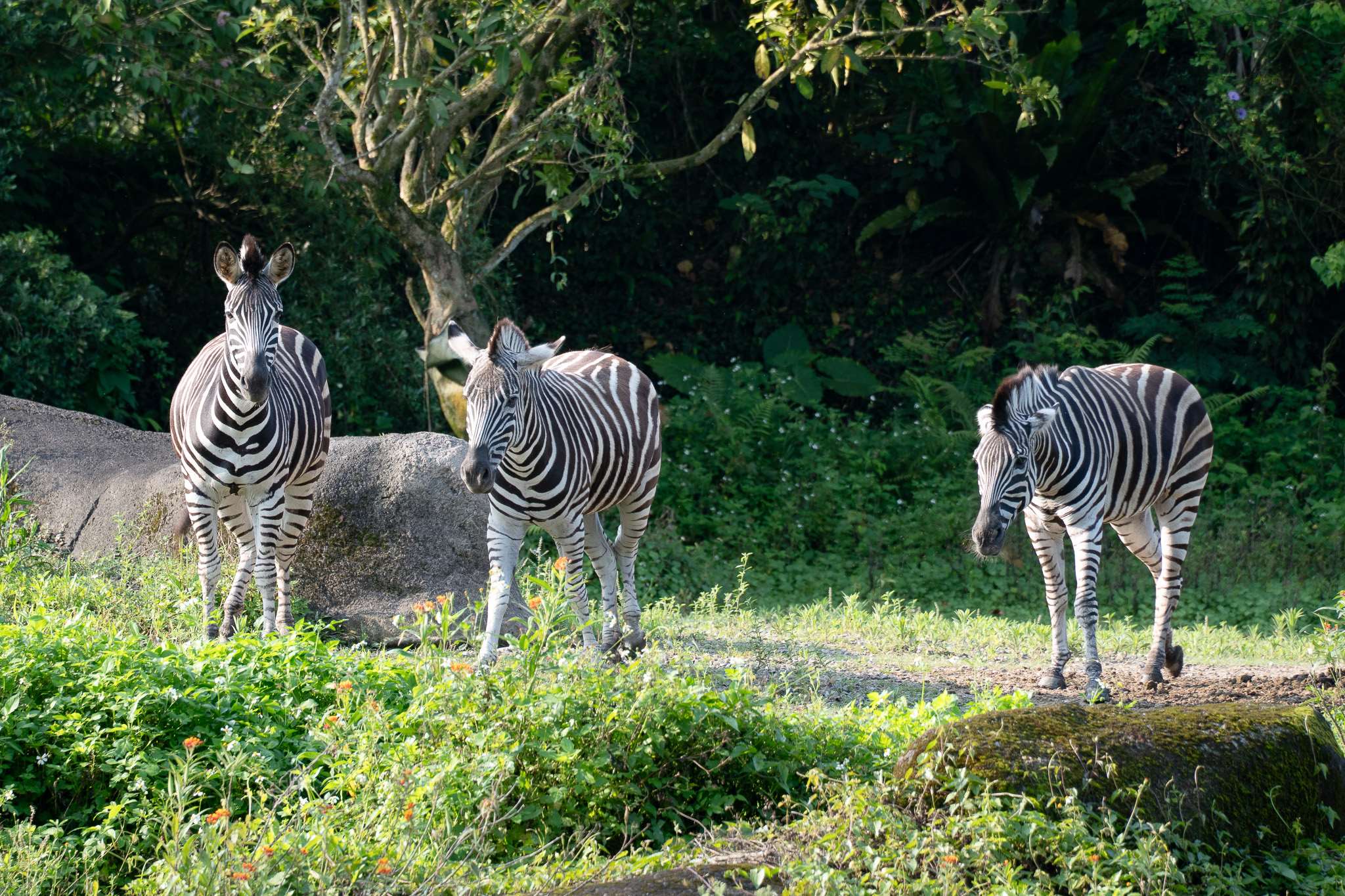 Nhân Ngày Quốc tế Ngựa vằn (International Zebra Day) vào ngày 31/1, Sở thú Đài Bắc sẽ tổ chức các hoạt động quảng bá Ngựa vằn. (Ảnh: Sở thú Đài Bắc cung cấp)