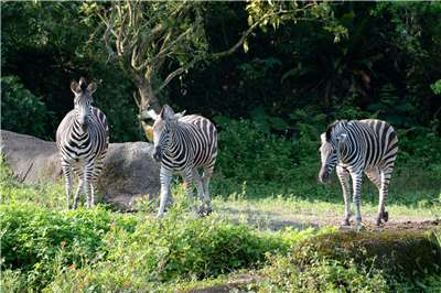 Nhân Ngày Quốc tế Ngựa vằn (International Zebra Day) vào ngày 31/1, Sở thú Đài Bắc sẽ tổ chức các hoạt động quảng bá Ngựa vằn. (Ảnh: Sở thú Đài Bắc cung cấp)