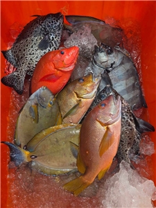 Ngày xưa, o kỹ thuật bảo quản hải sản không phát triển, phần lớn cá tươi đánh bắt được sẽ được ướp muối, phơi khô để có thể giữ lâu hơn. 