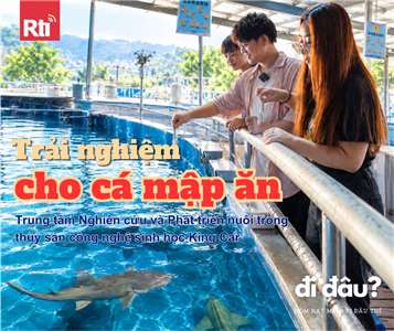 Trải nghiệm cho cá mập, cá đuối ăn tại Trung tâm Nghiên cứu và Phát triển Nuôi trồng Thủy sản Công nghệ Sinh học King Car. (Ảnh: Rti/ AI)