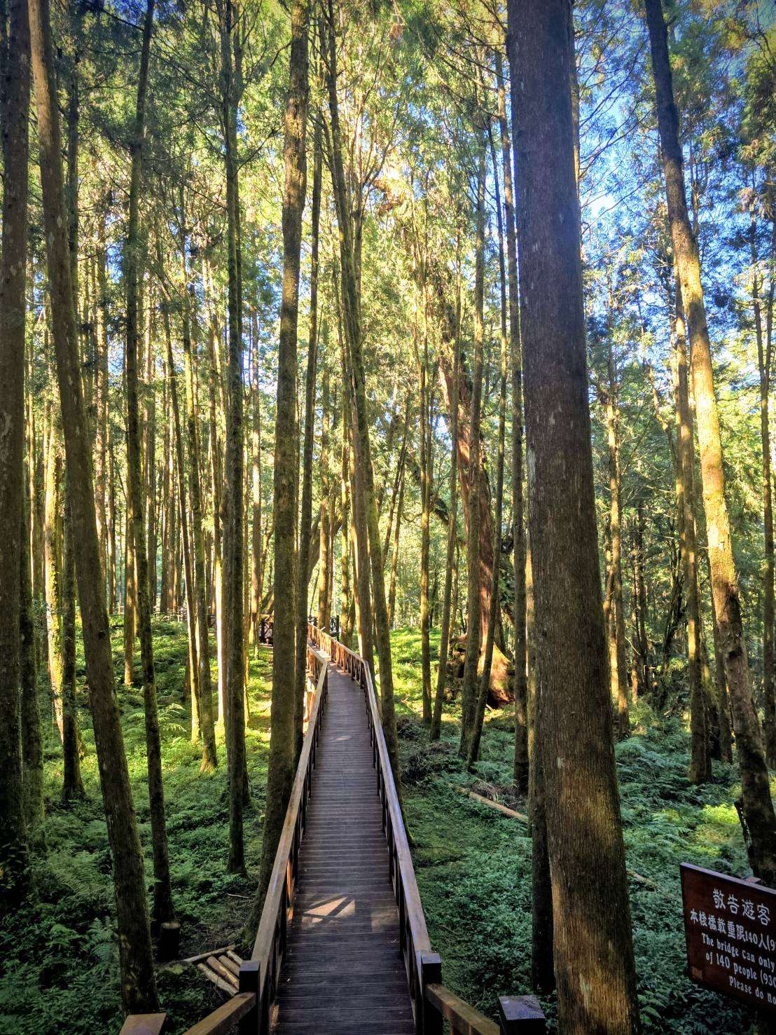 Núi A Lý là danh lam thắng cảnh "bất bại" qua năm tháng, vẫn nằm trong top đầu bảng xếp hạng "8 cảnh đẹp Đài Loan" với những rừng cây cổ thụ hàng ngàn năm tuổi (Ảnh: Hải Ly)