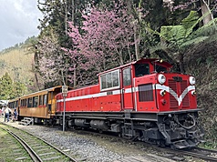 Mùa hoa anh đào Alishan sẽ bắt đầu từ ngày 10/3, hiện đã có anh đào chuông và anh đào Okame nở hoa (ảnh minh họa: CNA)