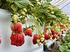 Hái dâu chữa lành. (Ảnh CNA)
