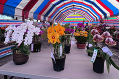 Hoa lan hồ điệp là mặt hàng xuất khẩu trọng yếu của Đài Loan. (Ảnh: CNA)