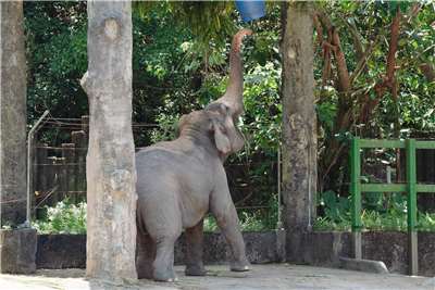 Để được thưởng thức đồ ăn được treo bên trong chiếc thùng xanh, chú voi phải vươn mình, và khéo léo dùng vòi đập vào thùng để làm rơi thức ăn xuống. (Ảnh: Sở thú Đài Bắc cung cấp)