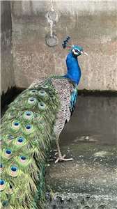 Chú Chim công hiện đang được Phòng Bảo vệ Động vật tạm thời chăm sóc. (Ảnh: Phòng Bảo vệ Động vật thành phố Đài Bắc cung cấp)