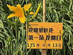 Cánh đồng hoa kim châm tại Hổ Sơn Nham - Chương Hóa vào ngày 13/4 đã nở 16 bông hoa đầu tiên. (Ảnh: CNA)