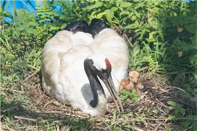 Sở thú Đài Bắc nhắc nhở du khách khi đi qua khu vực sếu đầu đỏ không nên lại gần, đồng thời giữ yên lặng để dễ quan sát những tương tác giữa sếu con và bố mẹ. (Ảnh: Sở thú Đài Bắc cung cấp)