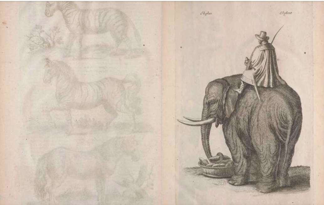 Tướng quân Tokugawa Yoshimune sau khi nhìn thấy hình ảnh con voi trong cuốn sách “Historiae naturalis de quadrupedibus libri : cum aeneis figuris” (bản dịch tiếng Hoa: “Lịch sử tự nhiên của động vật bốn chân: kèm hình minh họa trên bản khắc đồng”) của học giả người Ba Lan John Jonston (1603-1675), đã nảy ra ý tưởng đưa voi vào Nhật Bản và ra lệnh cho các quan chức bắt đầu quá trình này. (Hình ảnh từ Internet Archive)
