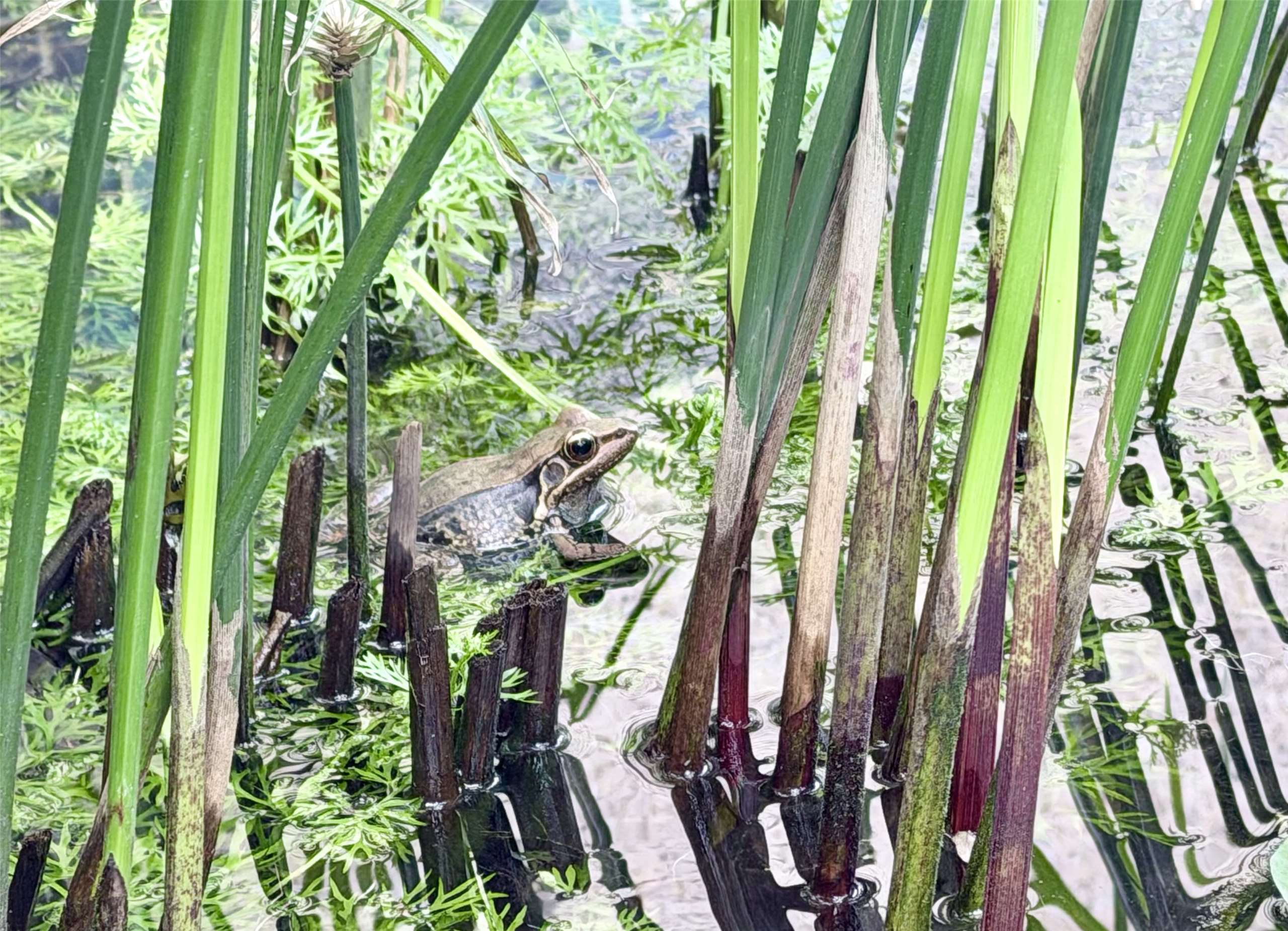 Ao đầu hè