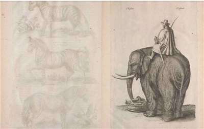 Tướng quân Tokugawa Yoshimune sau khi nhìn thấy hình ảnh con voi trong cuốn sách “Historiae naturalis de quadrupedibus libri : cum aeneis figuris” (bản dịch tiếng Hoa: “Lịch sử tự nhiên của động vật bốn chân: kèm hình minh họa trên bản khắc đồng”) của học giả người Ba Lan John Jonston (1603-1675), đã nảy ra ý tưởng đưa voi vào Nhật Bản và ra lệnh cho các quan chức bắt đầu quá trình này. (Hình ảnh từ Internet Archive)