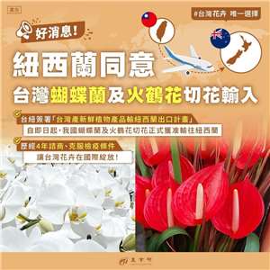 Hoa lan hồ điệp và hoa hồng môn của Đài Loan chính thức được phép xuất khẩu sang New Zealand. (Ảnh: Bộ Nông nghiệp)
