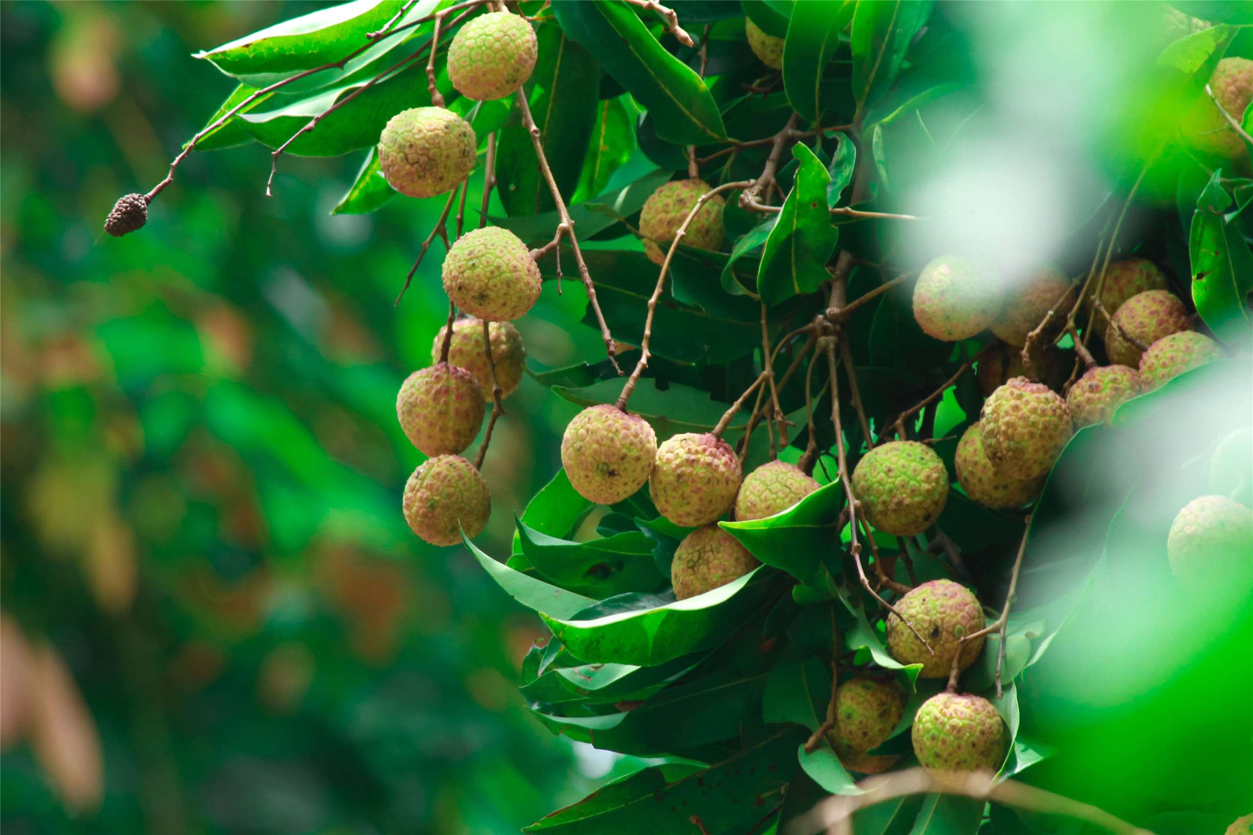 Trái vải là loại trái cây được nhiều yêu thích vào dịp đầu mùa hè (Ảnh: Pixabay)